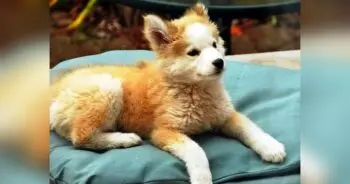 Man Saves „Mutt” Puppy, Finds She’s a Rare Breed