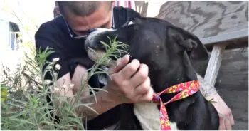 Man Says He Gained Trust, Then Had to Let Two Homeless Pit Bulls Go