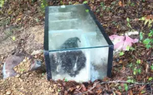Man Searching for Dog in Woods Finds Puppies Trapped in Sealed Aquarium