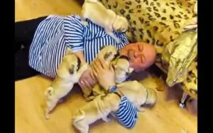 Man Surrounded by a Pug Puppy Swarm in Unexpected Attack