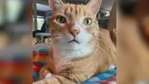 Beloved Cat Marmalade Passes Away Five Years After His Best Friend Cole