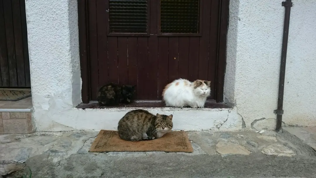 A Mother Cat and Four Kittens Find Safety Through Community Support