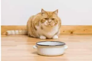Matching Feline Personalities with Kitchen Experts and Active Owners