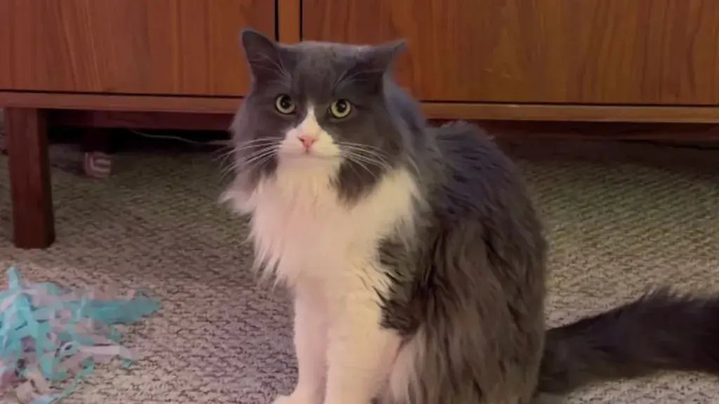 Maurice the cat guides foster kittens on house tours