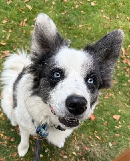 Meet Henry, The Energetic Australian Shepherd Mix Searching For A Cat-Free Home