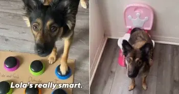 Meet Lola: The ‘Genius’ Pup with a Side of Comedy