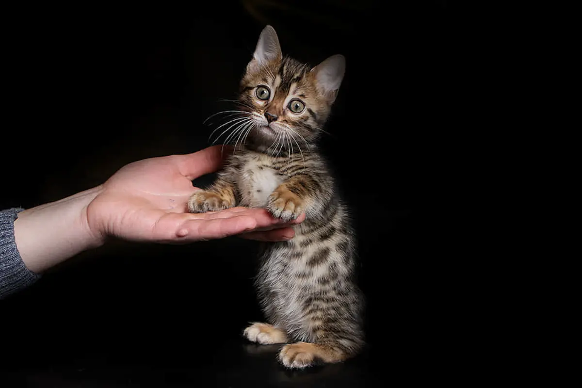 The Rise of the Genetta: A Domestic Cat with a Wild Aesthetic