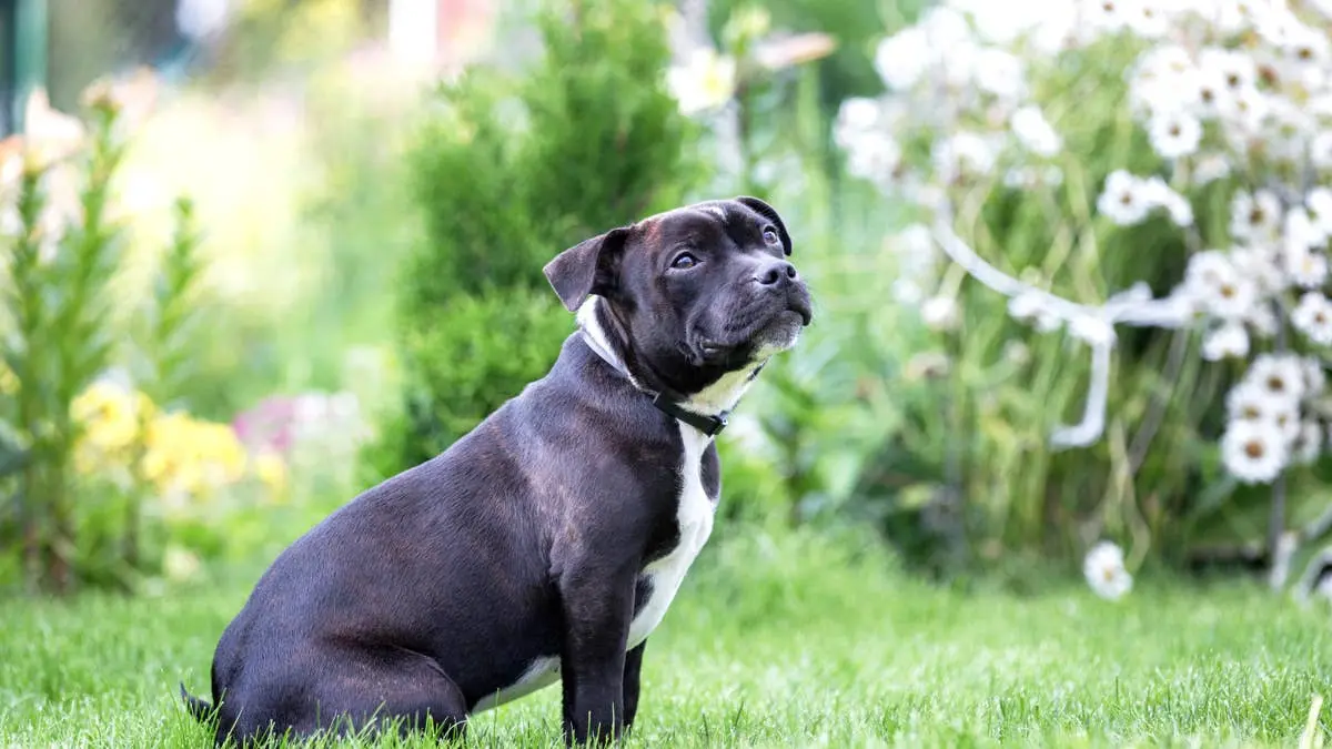 Miami shelter dog adopted and returned after one day due to failed surprise