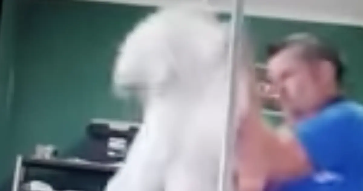 Michigan Groomer Faces Felony After Poodle Abuse Video Sparks Outrage