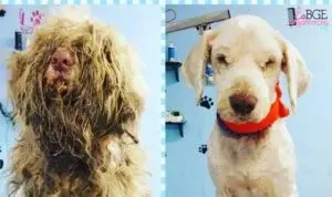 Midnight Rescue: Groomer Saves Severely Matted Stray in Oviedo