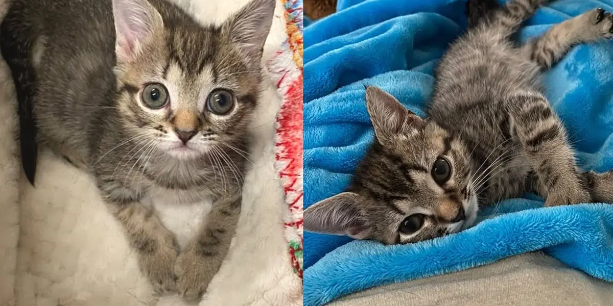 Miracle Kitten Defies Odds After Surviving Fragile Beginnings