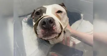 Miracle Rescue Transforms Injured Baltimore Pit Bull