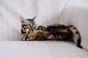 Mischievous Cat Breeds Turn Everyday Life Into a Mini Adventure