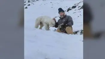 Missing Dog Found in Alaskan Snow After Helicopter Search