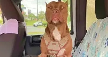 Mississippi Woman Adopts Rescue Dog Despite Fear