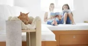Modern Cat Furniture That Doesn’t Look Like a Cat Tree