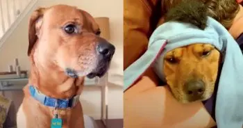 Mom Finds Simple Solution for Anxious Dog’s Trembling Episodes