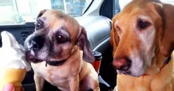 Mom Only Lets One Dog Have Ice Cream While the Other Waits Patiently