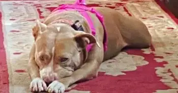 Mom Didn’t Want A „Useless” Pit Bull But Something Got In The Way
