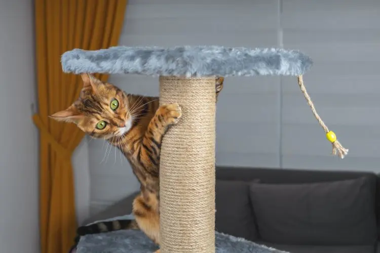 Playful Cats: The Breeds That Turn Every Day Into a Game