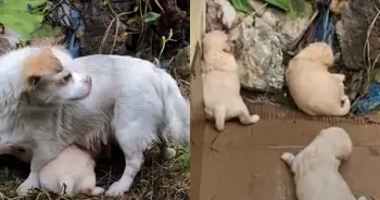 Mother Dog Protects Puppies Through Fierce Rainstorm