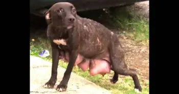 Mother Dog Refuses to Give Up Hope After Being Separated From Puppies