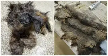 Mystery Fur Ball Abandoned at Missouri Shelter