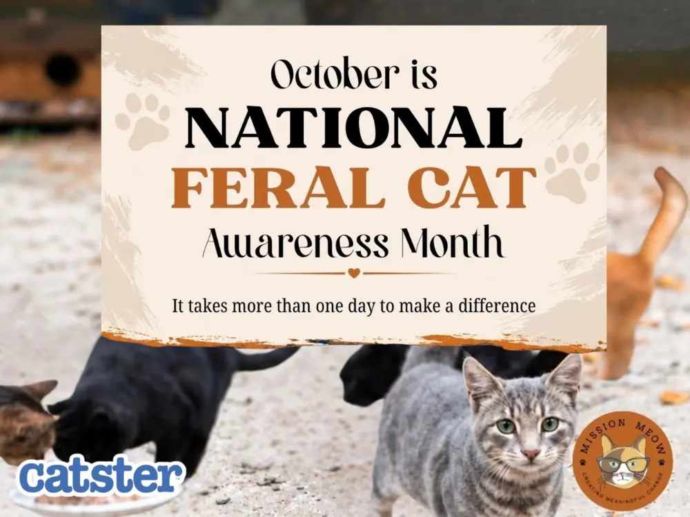 National Feral Cat Awareness Month: Understanding and Helping Community Cats