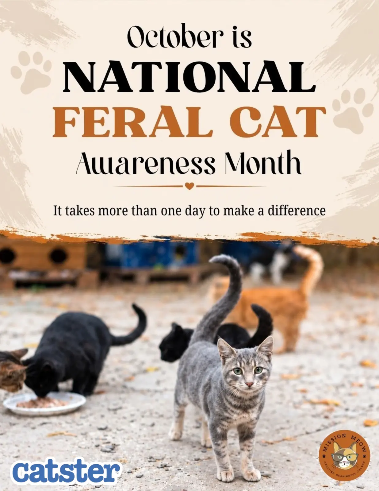National Feral Cat Day: A Continuous Effort to Give Them a Chance