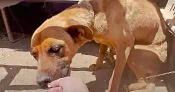 Rescue Dog Overcomes Neglect to Find New Home
