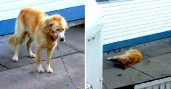 Neighbors Take Action After Town Ignores Abused Dog