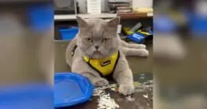 Pinecone the Classroom Cat: A New Kind of School Staff