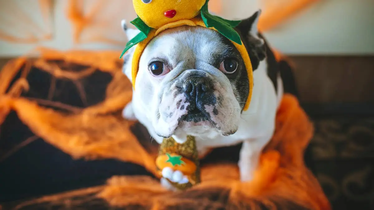 NYC's Tompkins Square Halloween Dog Parade Delivers Adorable Costume Spectacle