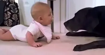 Baby’s Sweet Encounter With Family Dog Sparks Heartwarming Moment
