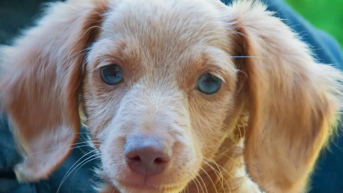 Dachshund Puppy and Baby Boy Grow Up Together, Proving Love Knows No Age
