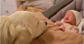 Newborn’s Cry Draws Dog Closer, Mom Reacts Calmly