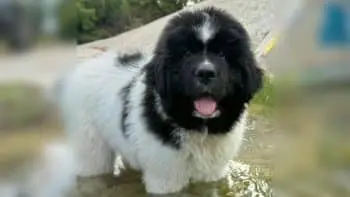 Puppy Begins Training for Water Rescue Duties in Texas