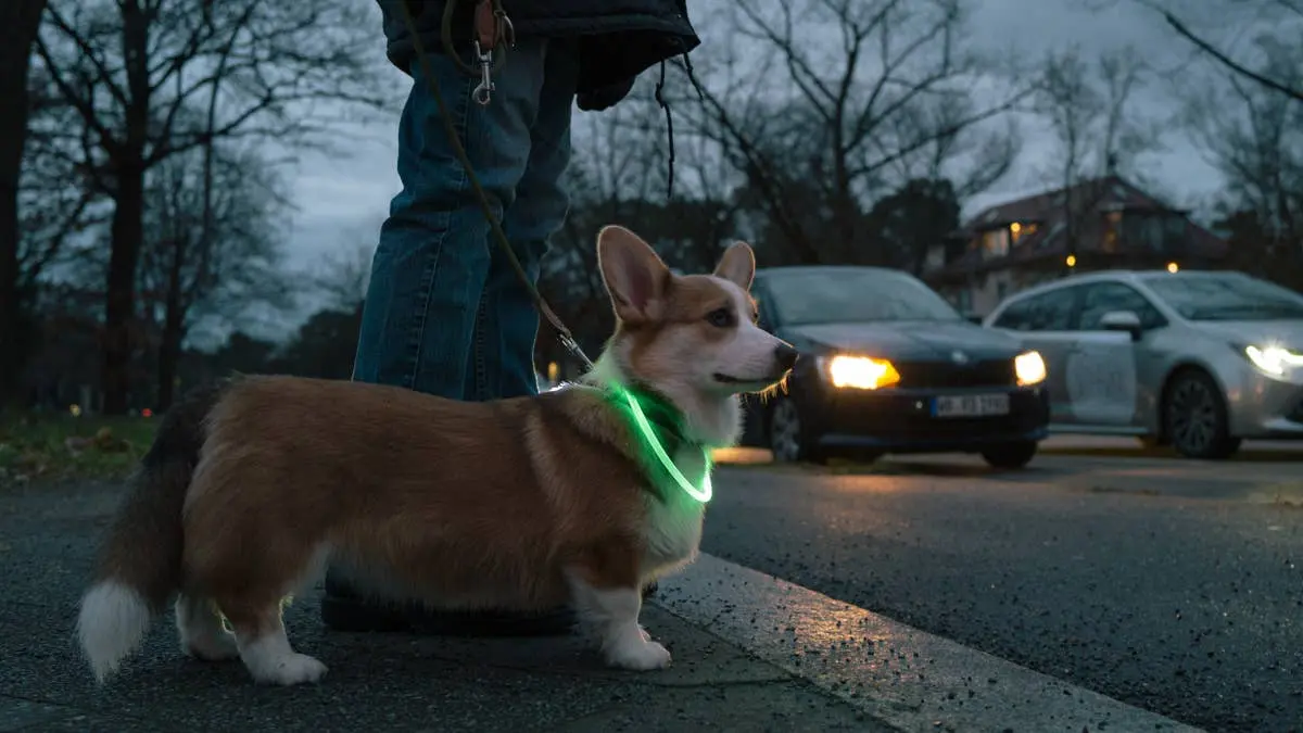 Illuminating Evening Walks With Wearable Canine Neon Gear