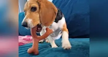Nylabone Real‑Meat Chew Toys Pass 4‑Week Trial with a Determined Heavy Chewer
