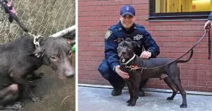 NYPD Officer Adopts Abandoned Dog He Rescued In The Rain