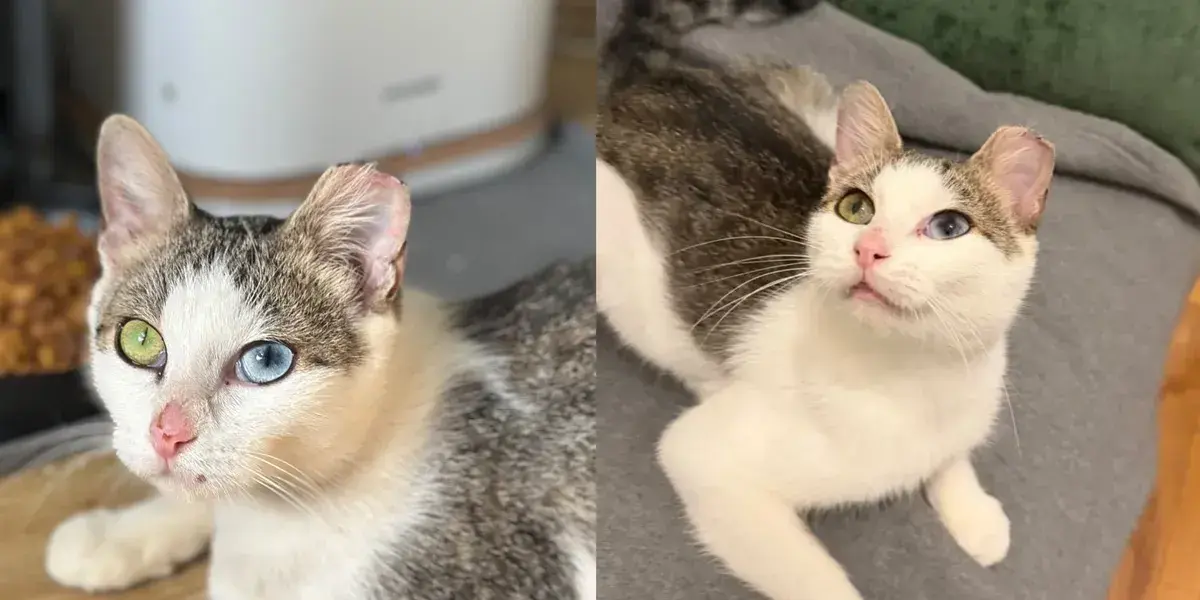 Odd-Eyed Kitten in Bronx Survives Pregnancy and Finds Sunny Spot
