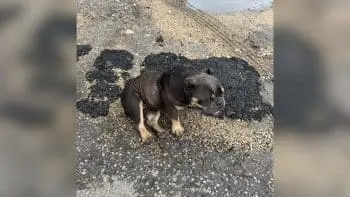 Police Officer Rescues Scared Dog From Busy Road, Decides to Adopt Her