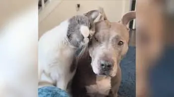 Cat’s Tender Gaze on Pit Bull Companion Sparks Family’s Delight