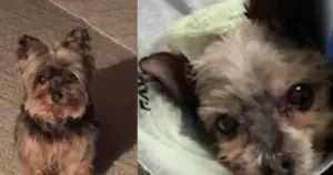 Ohio Groomer Facing Animal Cruelty Charges After Senior Dog Suffers Severe Injuries