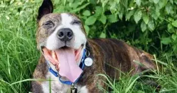 One-Eared Rescue Dog Van Gogh Paints His Way To Happiness