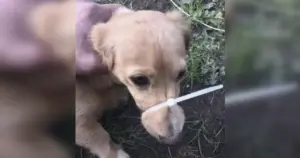 Online Outrage Erupts Over Muzzled Canine Photo