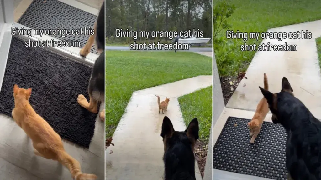 Orange Cat Frito Gets His Shot at ‘Freedom,’ Then Immediately Has Second Thoughts About the Outdoors