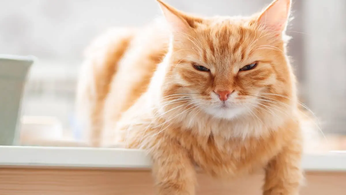 Orange Cat Sees Neighbor's Kitty in His Old Cat Tree and Looks Personally Betrayed