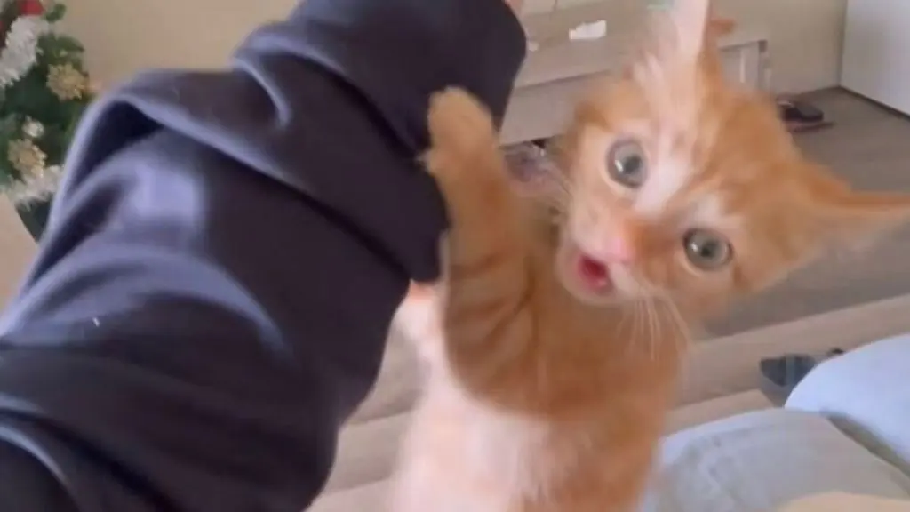Orange Kitten Pluto Wins Hearts by Encouraging Treat Splurges