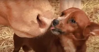 Orphan Puppy Raised by Cow Forms Deep Bond Before Separation